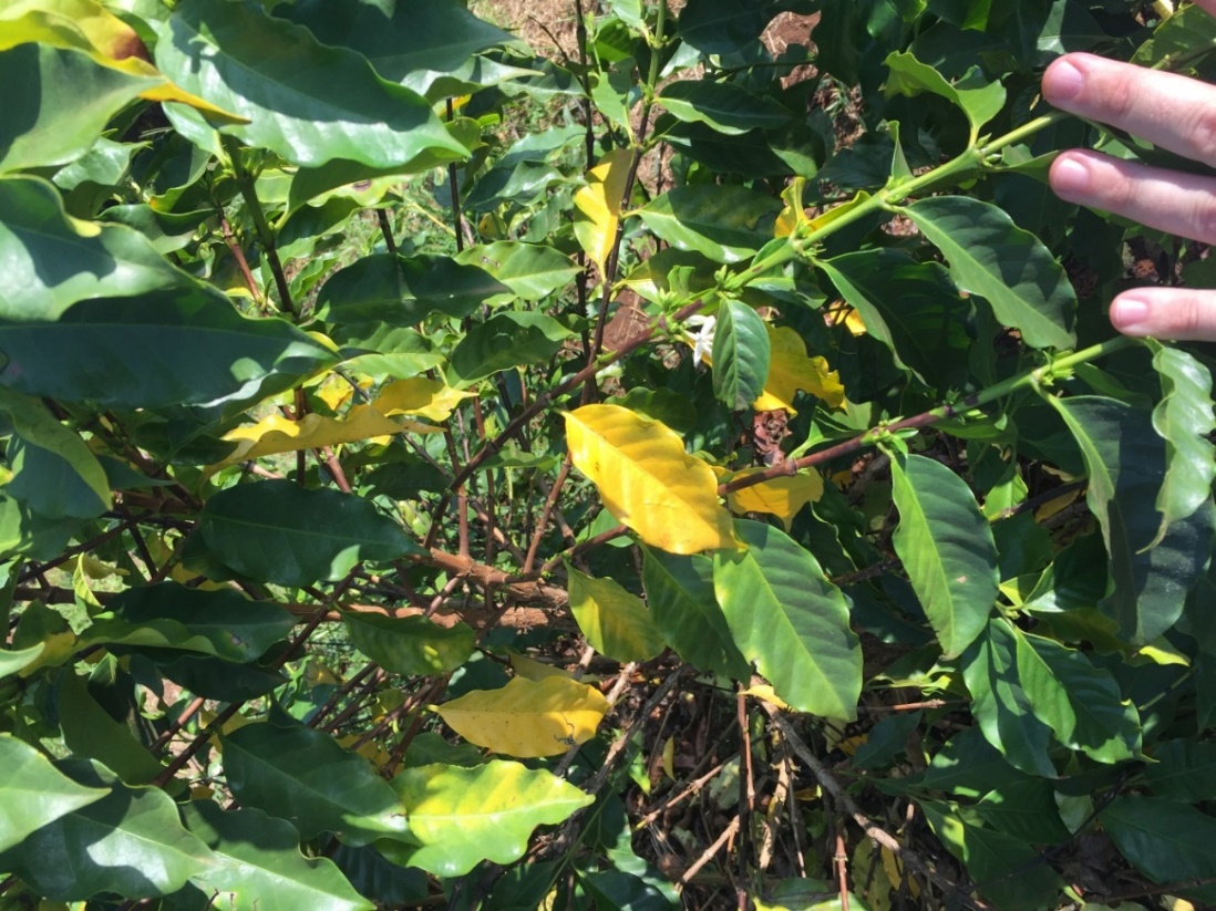 Folhas do cafeeiro com sintomas de deficiência de nitrogênio