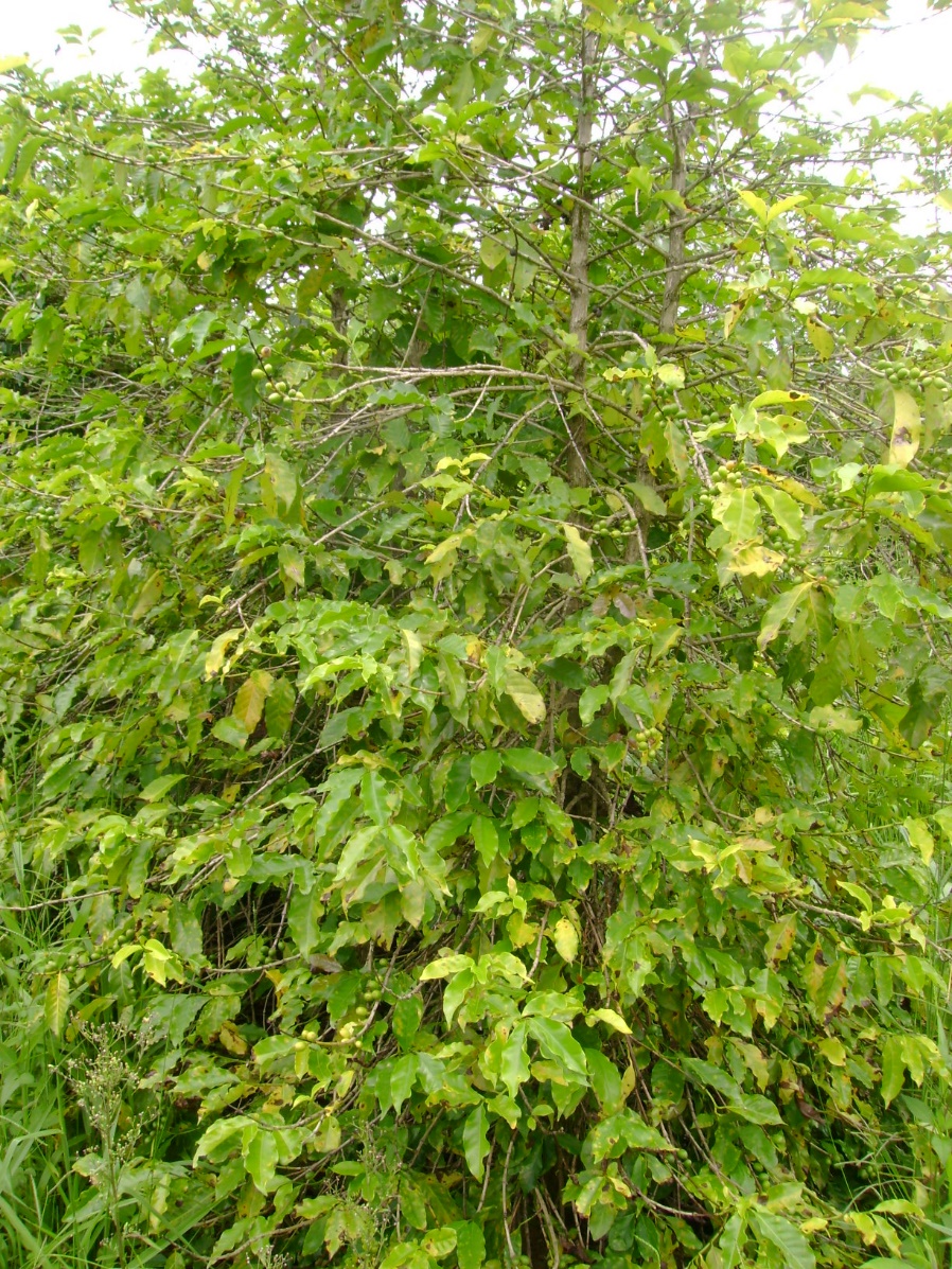 Cafeeiro com sintomas de deficiência de nitrogênio