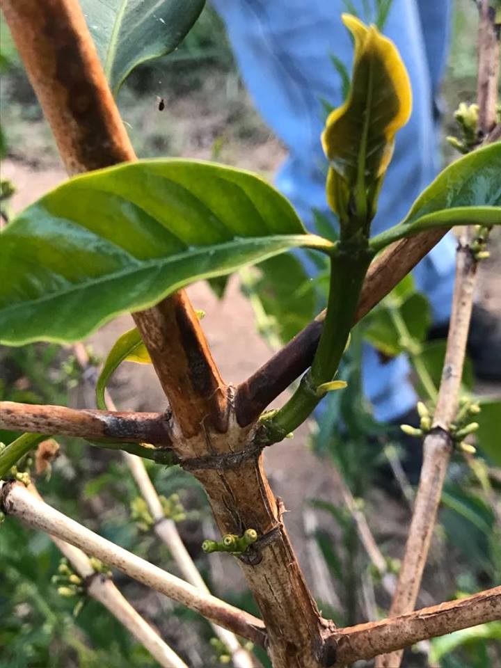 Brotos "ladrões" na planta de café.