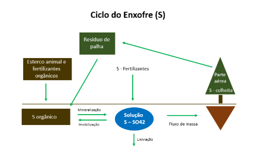 Ciclo do enxofre