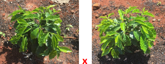 Cafeeiro sem gesso e cafeeiro com gesso