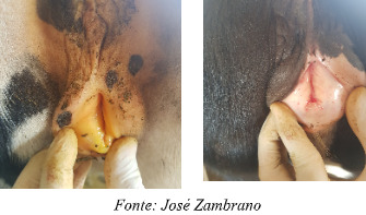 Exemplo de sintomas de TPB em bezerras