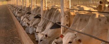 Bois em confinamento