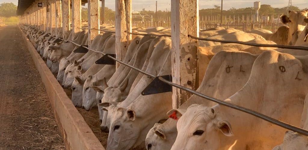 Bois em confinamento