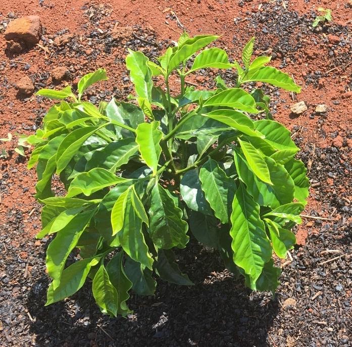 Sintomas de deficiência de enxofre