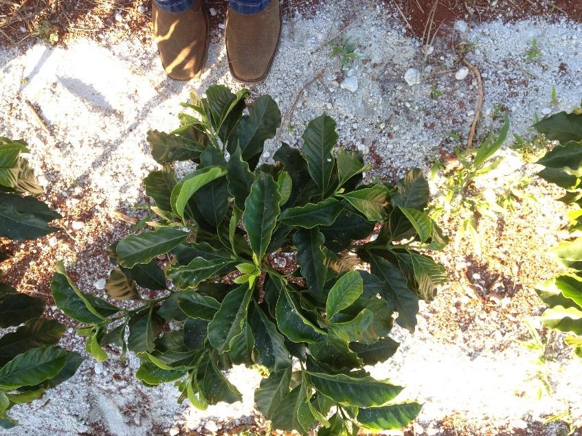 Aplicação de gesso no solo