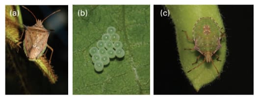 Percevejo Barriga Verde