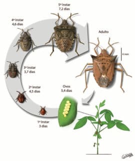 Percevejo Marrom da Soja