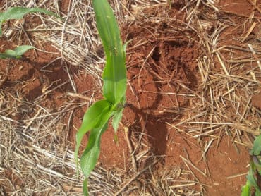 Danos de percevejo na cultura do milho