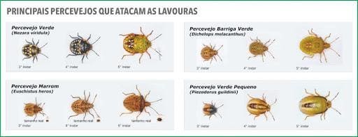 Tipos de percevejos que atacam lavouras