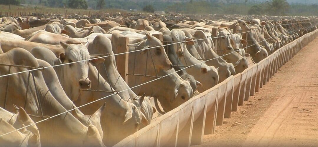 Gado alimentando no confinamento