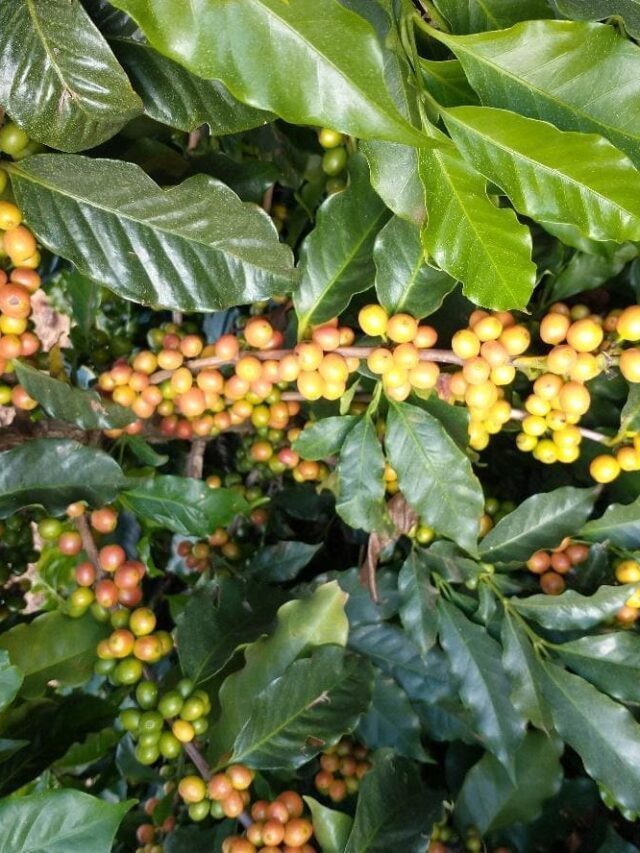 Maturadores na cultura do café: o que são e quando usar