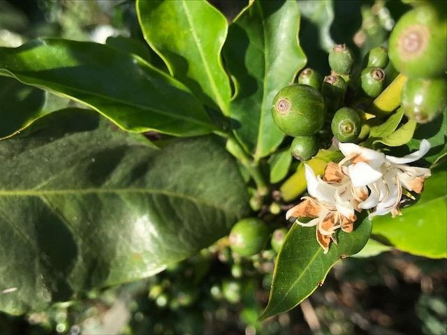 Fruto de café verde e flor no mesmo ramo