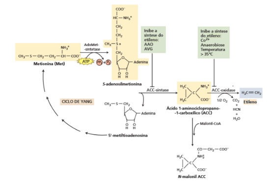 Esquema do ciclo do etileno