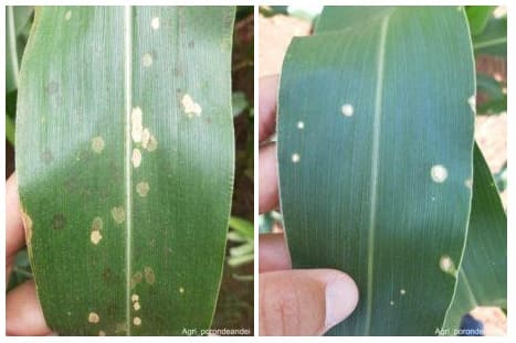 Folhas de milho com doença