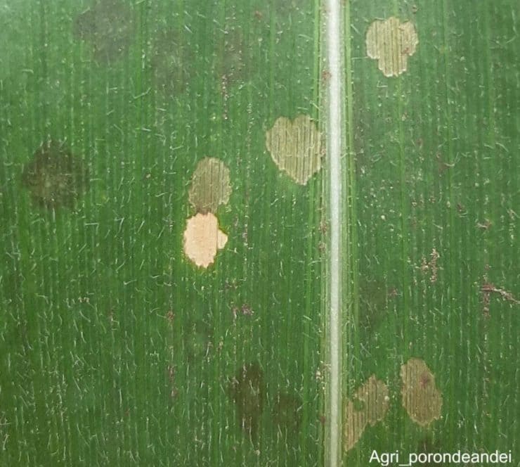 Lesões da pinta branca em folha