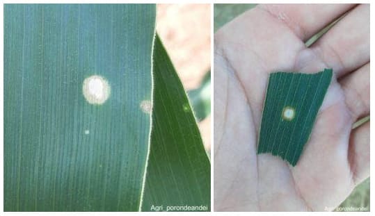 Lesões por Holcus spot