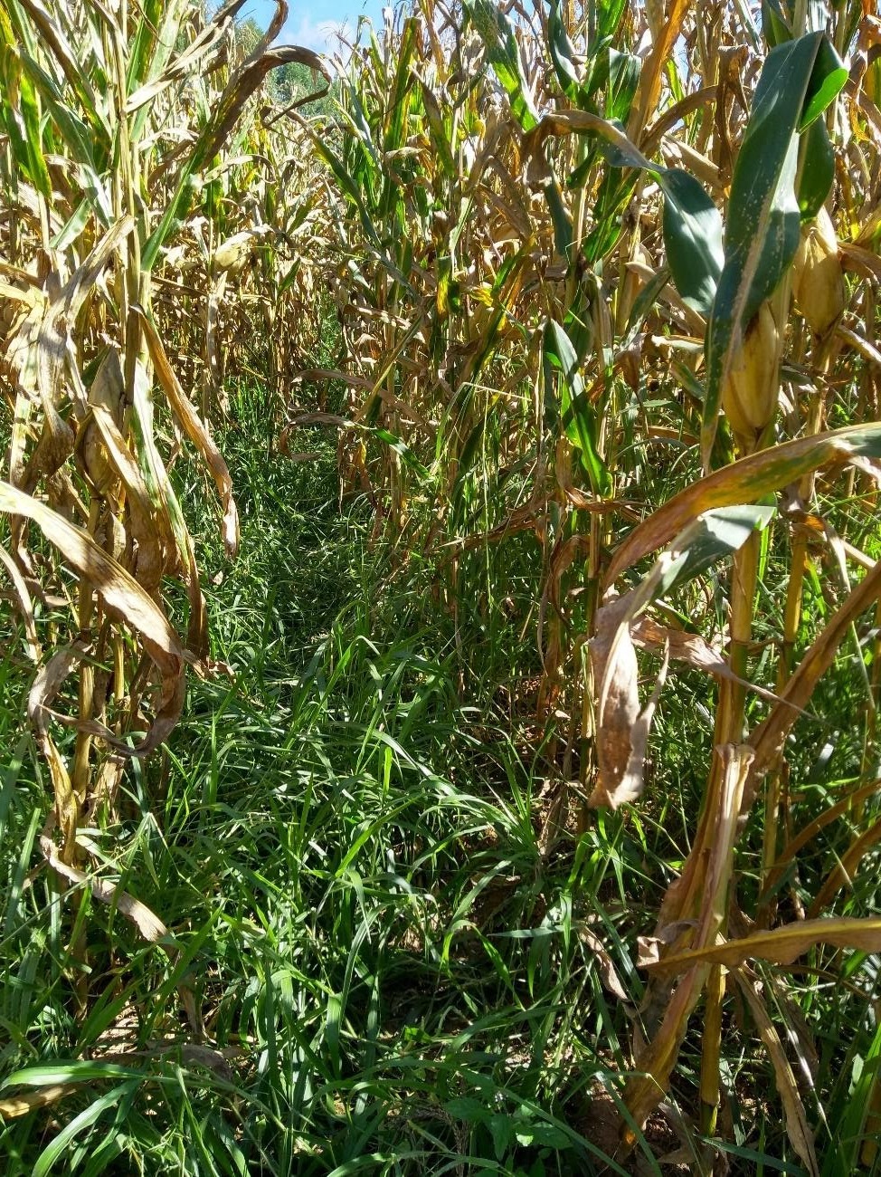 Lavoura consorciada milho-braquiária