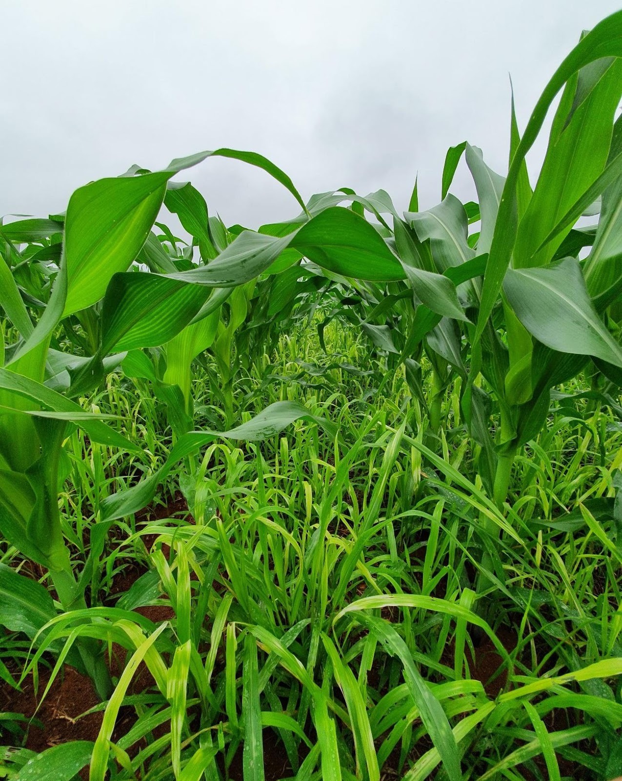 Planta braquiária após controle de plantas daninhas