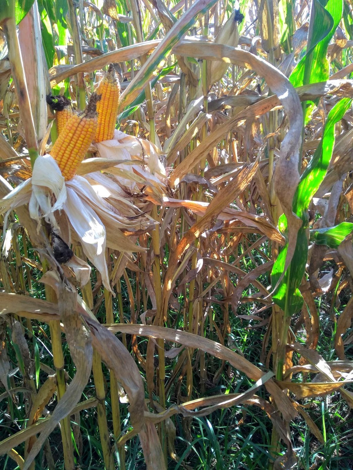 Lavoura com consórcio milho braquiária