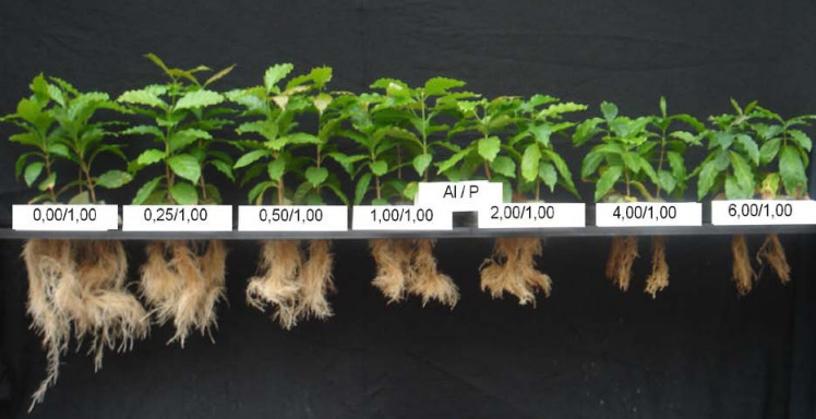 Efeitos interativos entre Al e P nas mudas de cafeeiros
