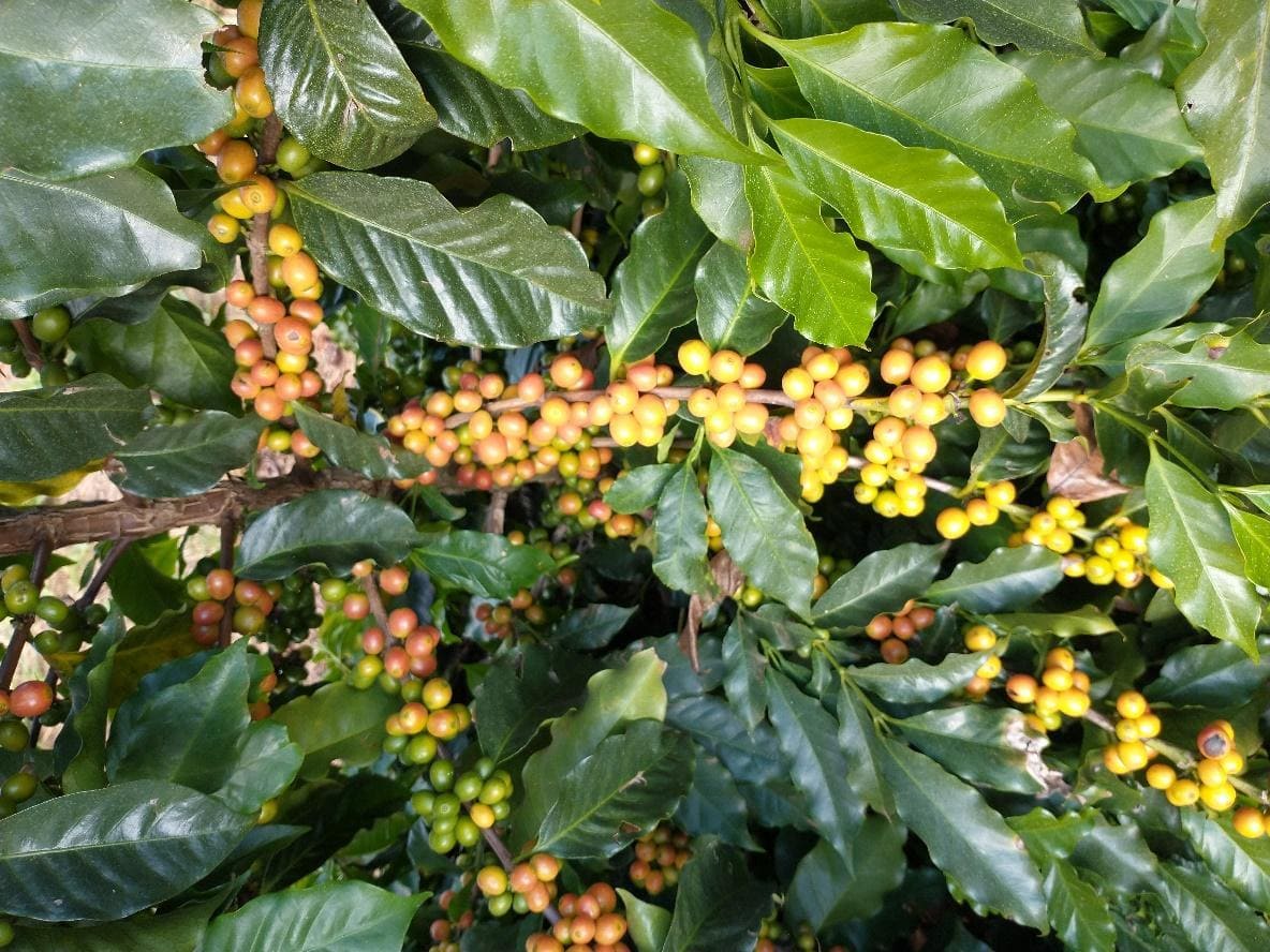 Frutos de café em processo de maturação