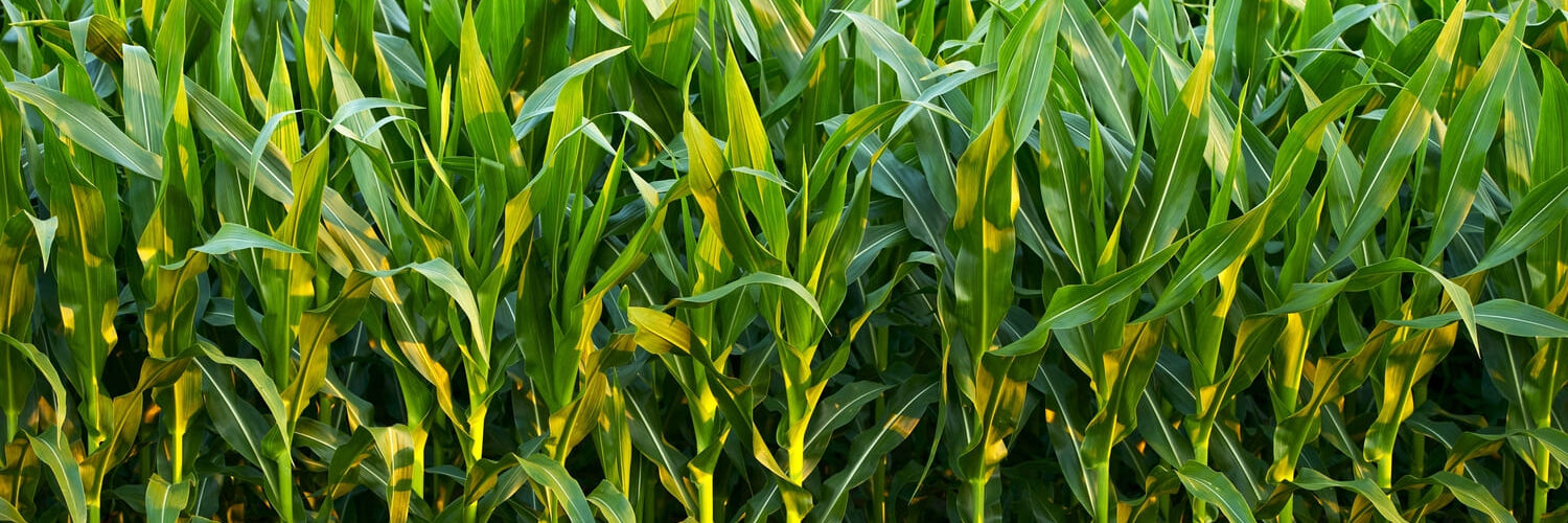 Plantação de milho