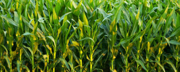 Plantação de milho