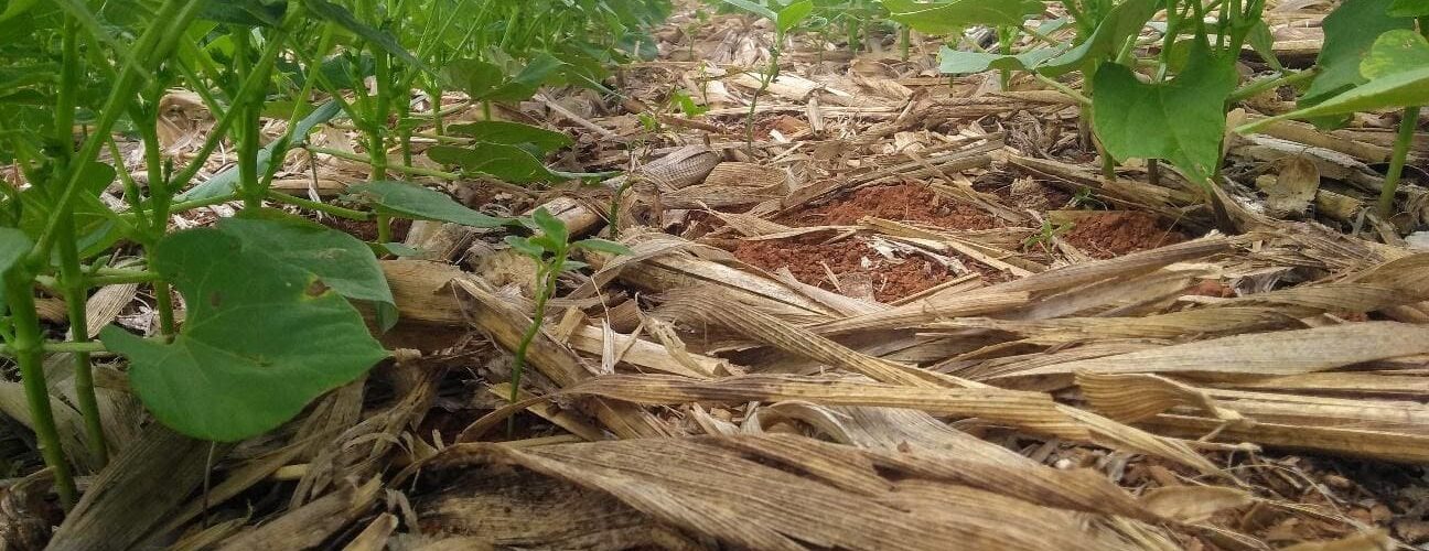 Sistema de plantio direto