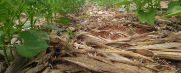 Sistema de plantio direto