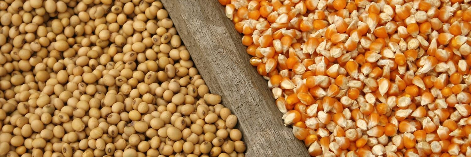 Milho e soja