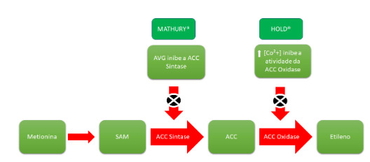 Esquema da ação dos retardadores de amadurecimento