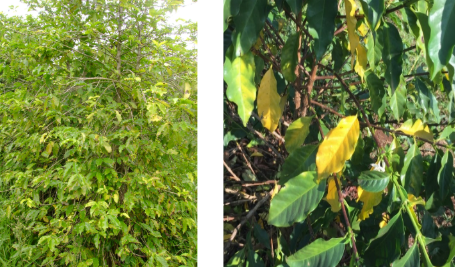 Cafeeiro com sintomas de deficiência de nitrogênio