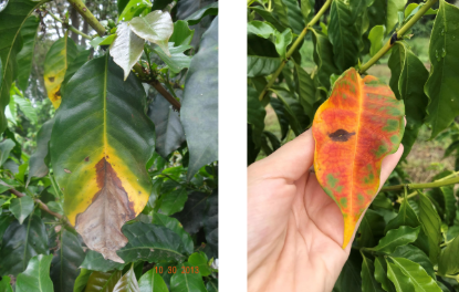 Cafeeiro com sintomas de deficiência de fósforo