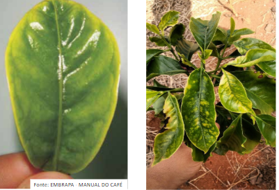 Folha de cafeeiro com sintomas de deficiência de Cálcio