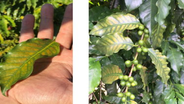 Cafeeiro com sintomas de deficiência de Magnésio