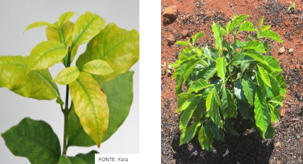 Folhas de cafeeiro com sintomas de deficiência de Enxofre