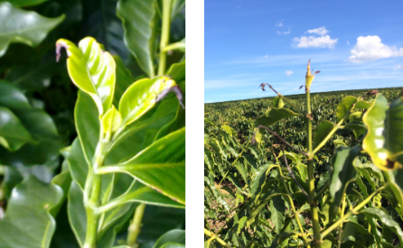 Cafeeiro com sintomas de deficiência de Boro