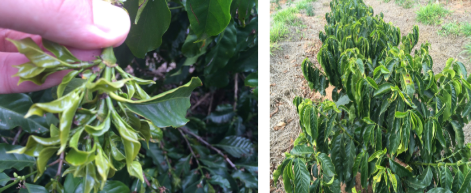 Cafeeiro com sintomas de deficiência de Zinco