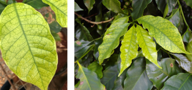 Folha de cafeeiro com sintomas de deficiência de Ferro