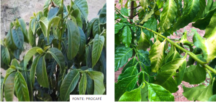 Folhas de cafeeiro com deficiência de Cobre