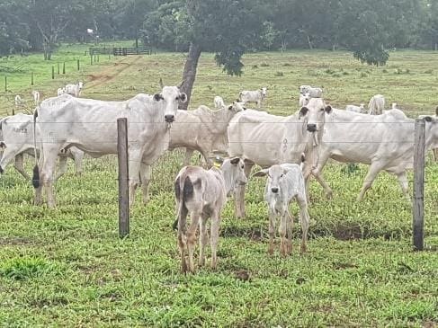 Animais com coccidiose