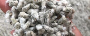 Indústria do algodão