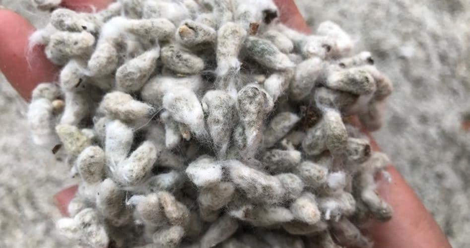 Indústria do algodão