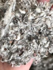 Casca de caroço de algodão