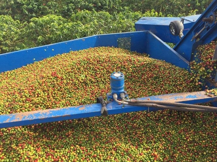 Colheitadeira realizando colheita de café.