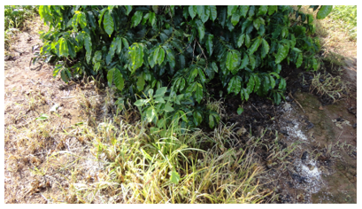 Cafeeiro com adubação aplicada