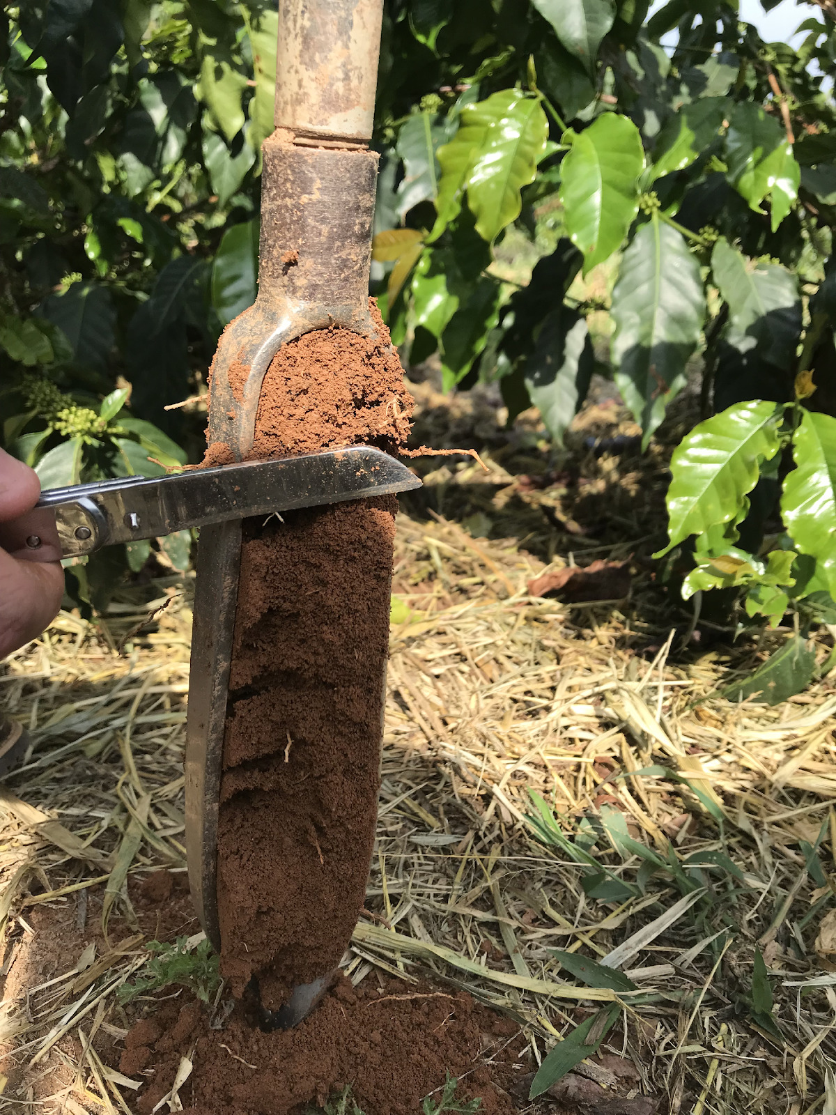 Coleta de solo com trado holandês