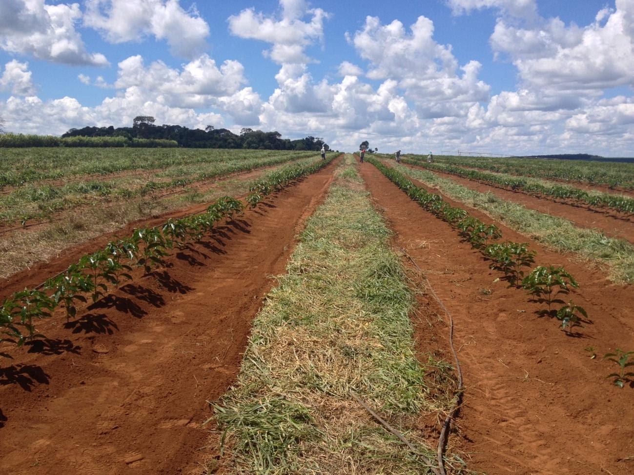Chegamento de terra em cafeeiros novos realizado com a roça carpe.