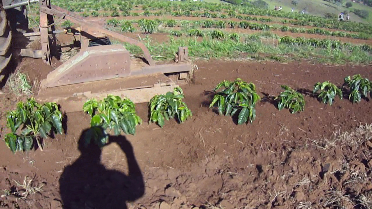 Máquina fazendo o chegamento de terra em mudas de café com roça carpe.